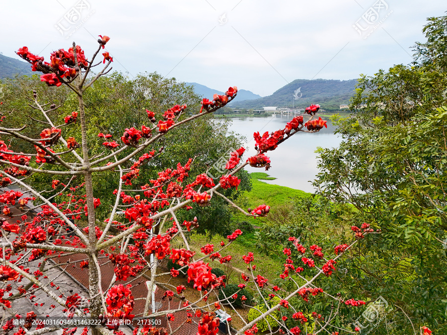 木棉花开