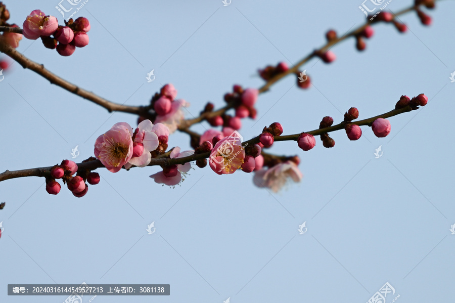 红梅盛开春天春暖花开梅花开放