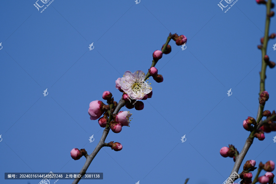 红梅盛开春天春暖花开梅花开放