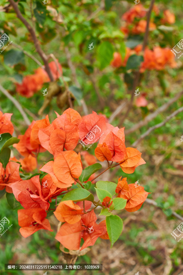 三角梅花朵盛开广州市花