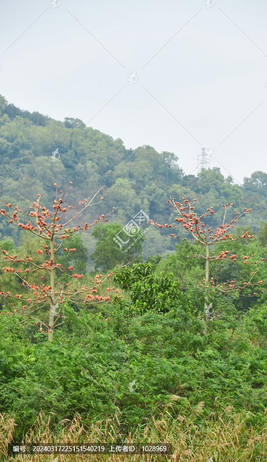 双胞胎树情侣木棉花花朵木棉树