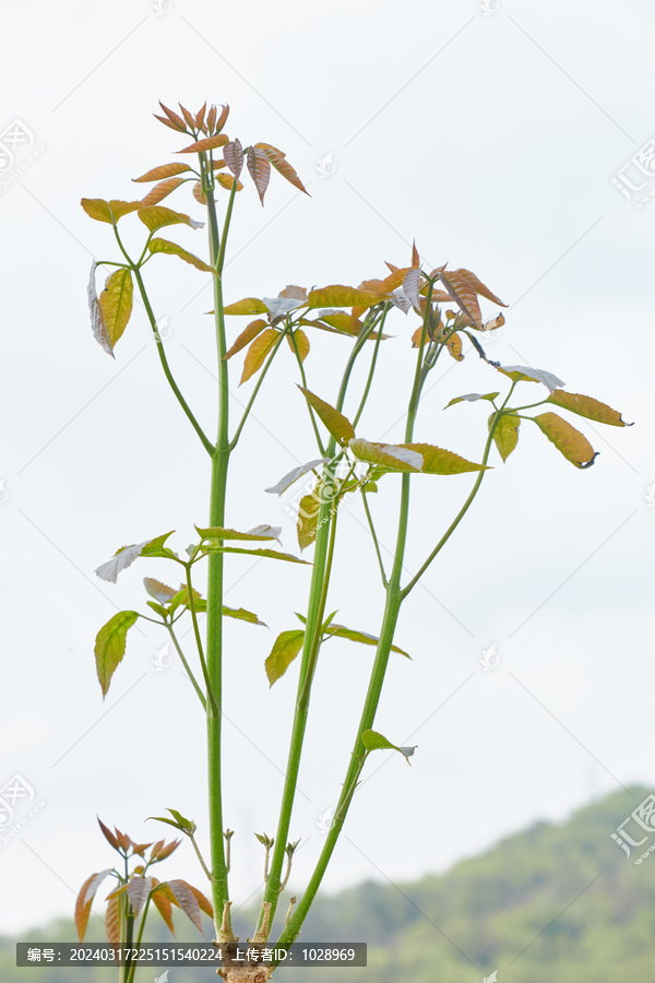 树木发芽春芽嫩芽新芽