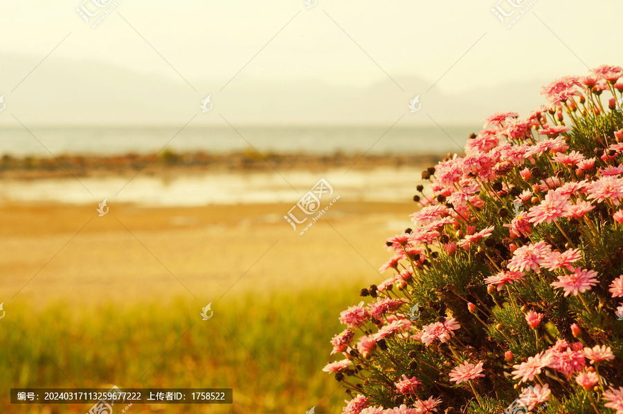 花背景素材