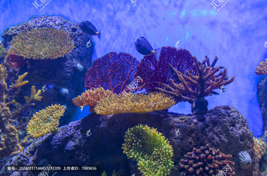 海底珊瑚鱼类