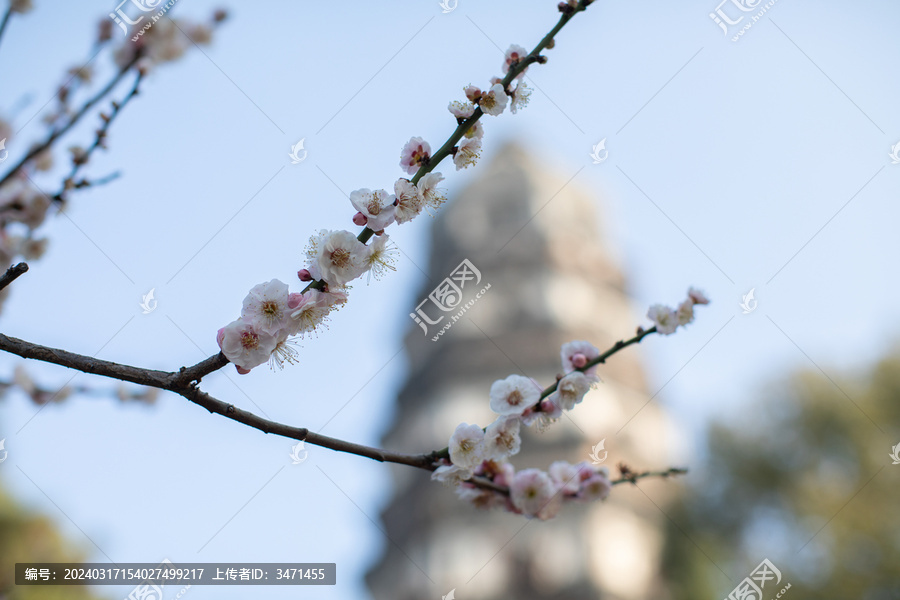 梅花