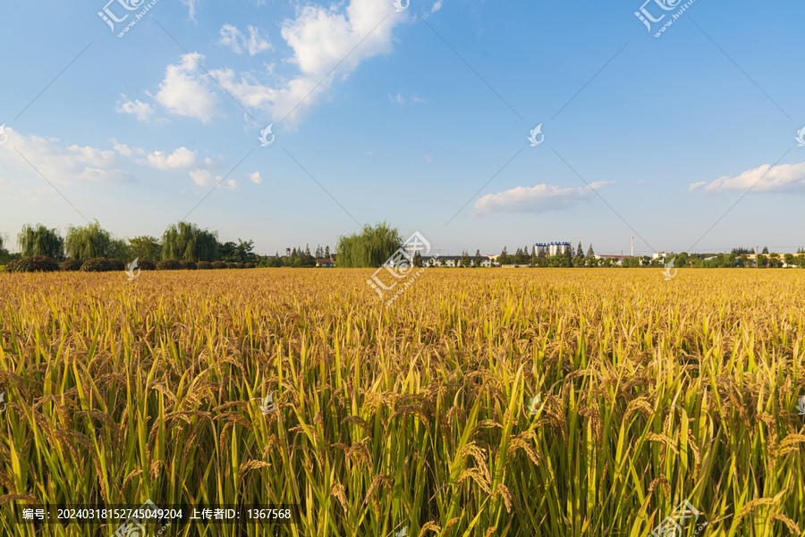 蓝天背景水稻