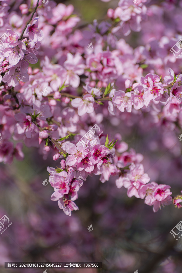 春暖花开