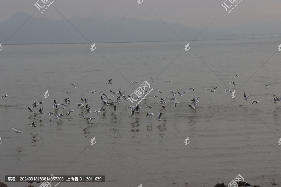 一群海鸥