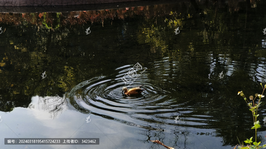 广州动物园的赤麻鸭