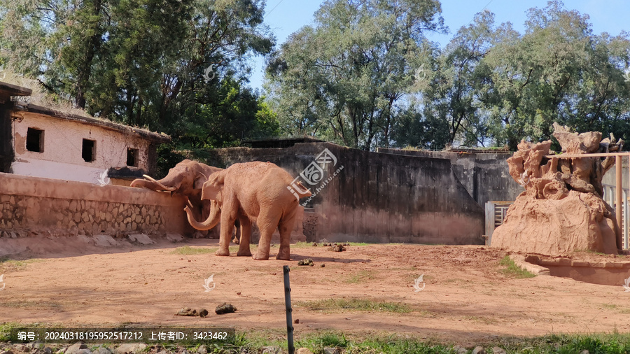 广州动物园的大象