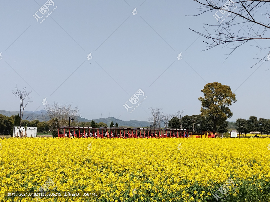 油菜田小火车远景