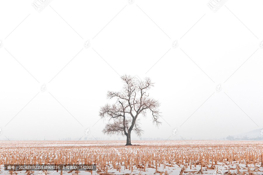 冬天农田纯净干净玉米地空旷枯树