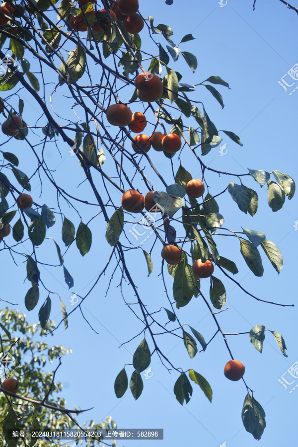 柿柿如意