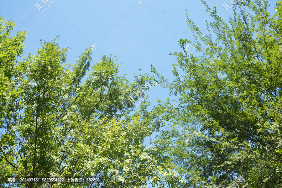 天空枝叶美景