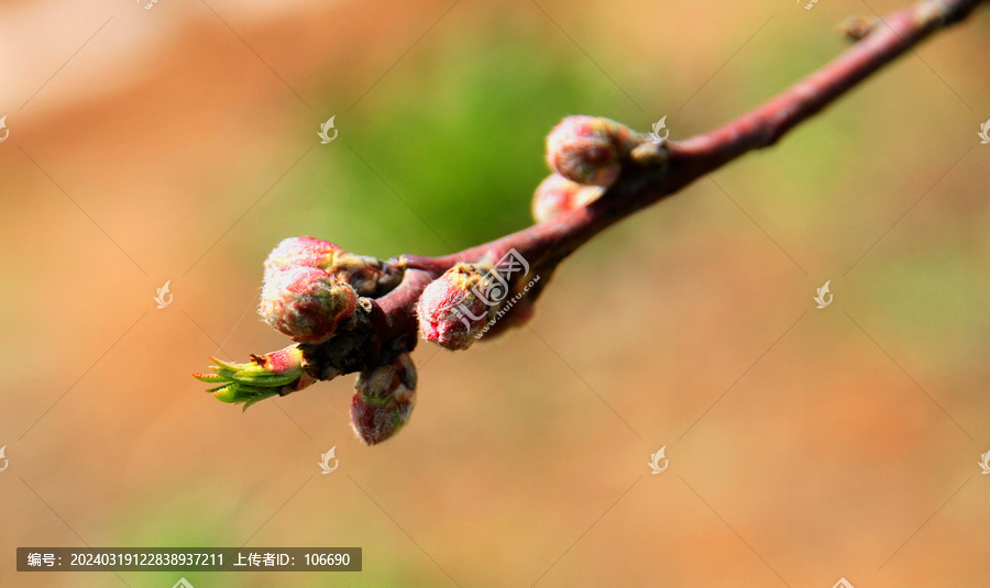 梅花花蕾