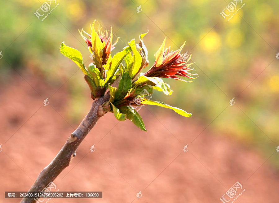 香椿芽