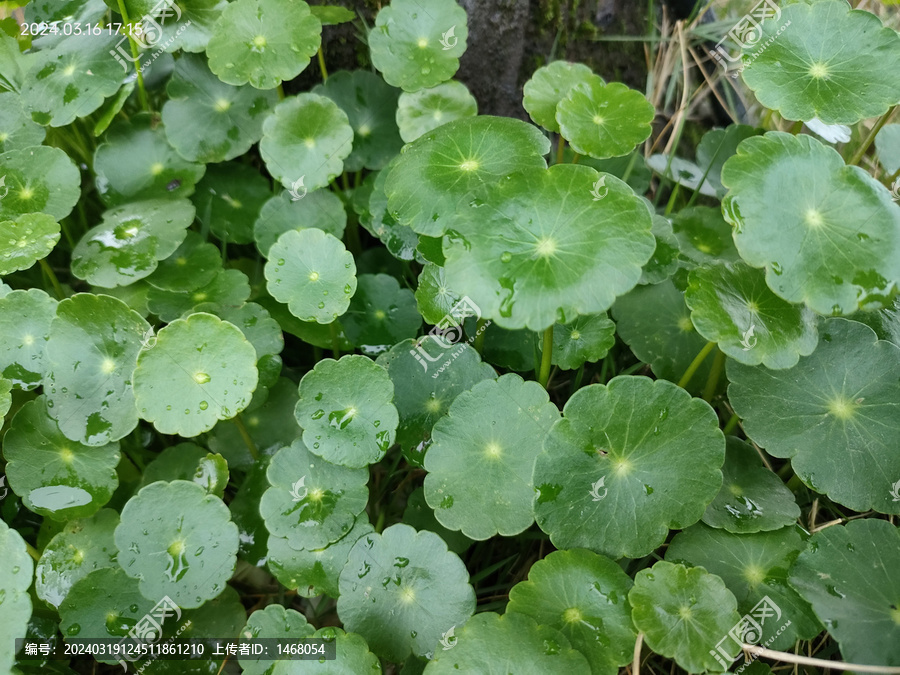 绿色小叶子圆叶植物