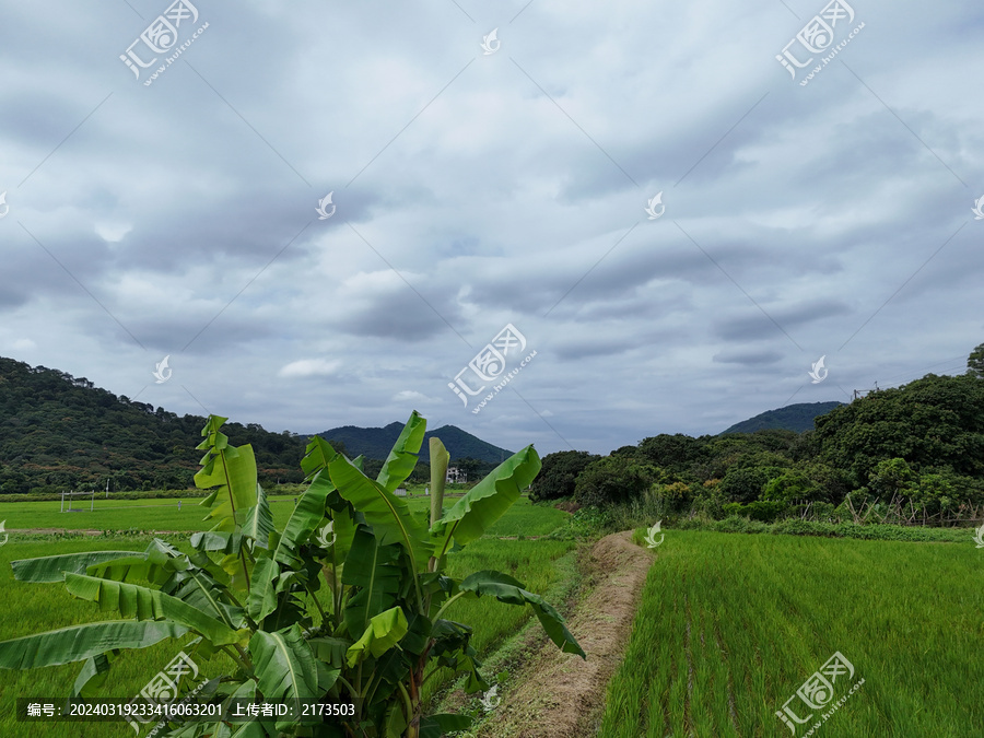 水稻田