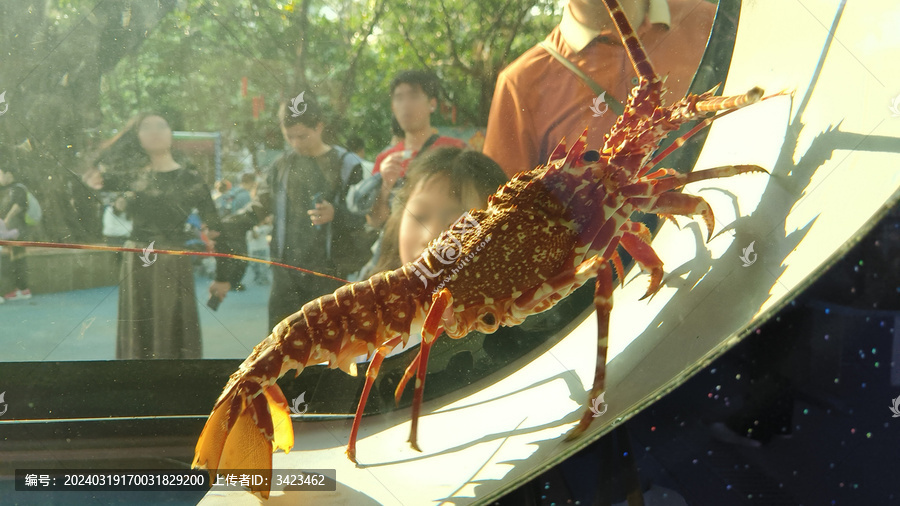 广州动物园锦鳞苑龙虾