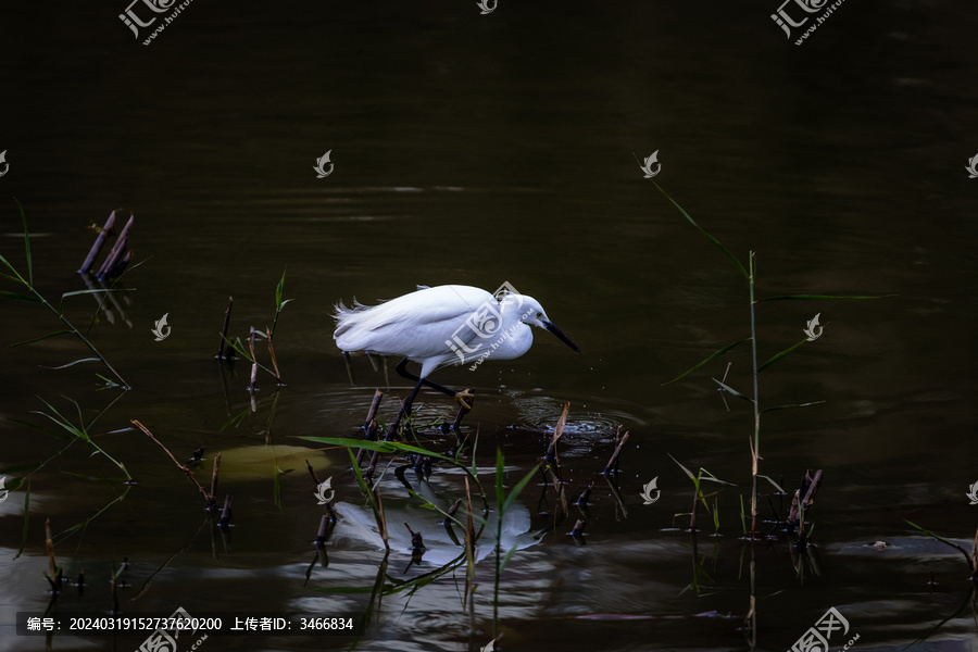 湖边湿地一只觅食的白鹭