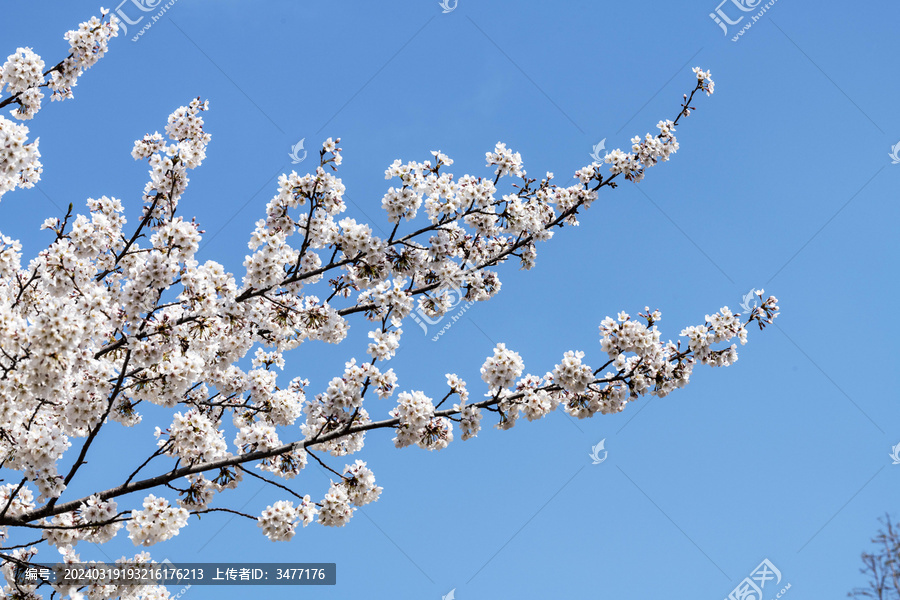 东京樱花