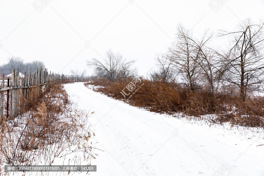 冬天农村雪后纯净枯树道路