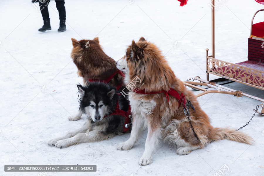 东北旅游雪橇犬阿拉斯加