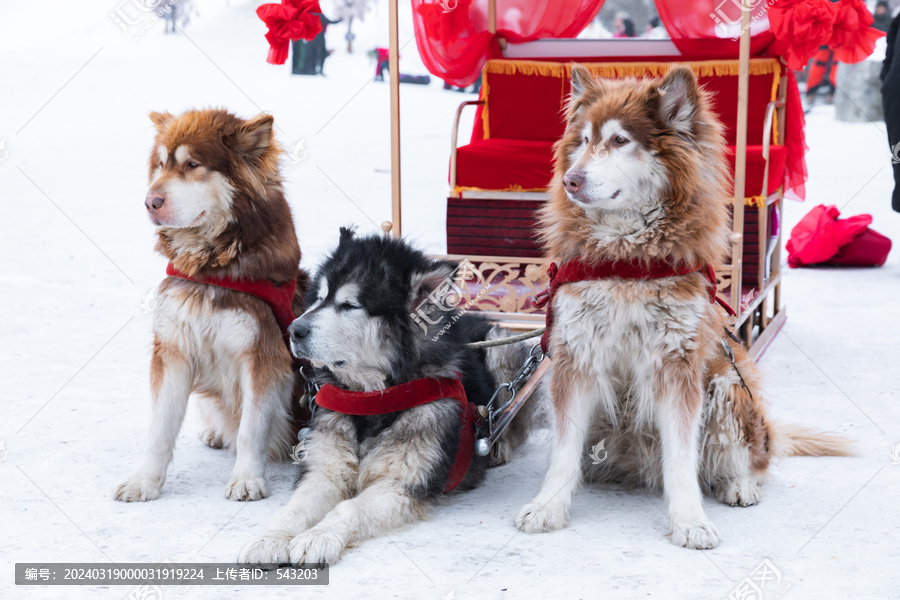 东北旅游雪橇犬阿拉斯加