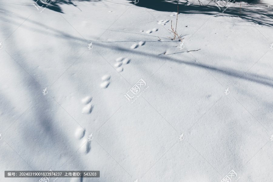 雪地动物脚印捕猎打猎户外
