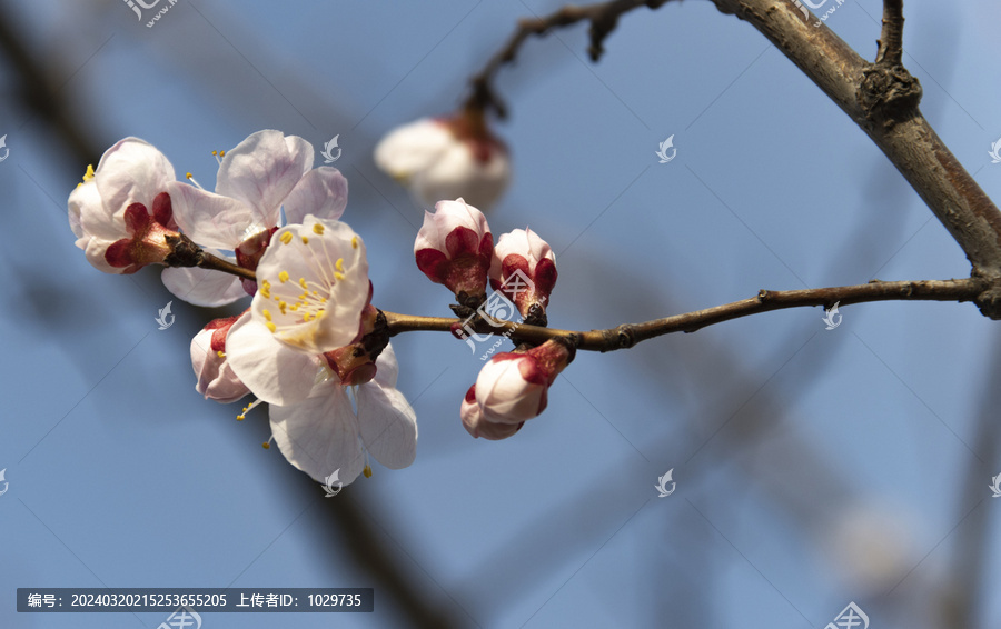 花苞