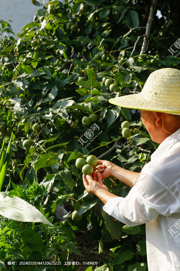 核桃树