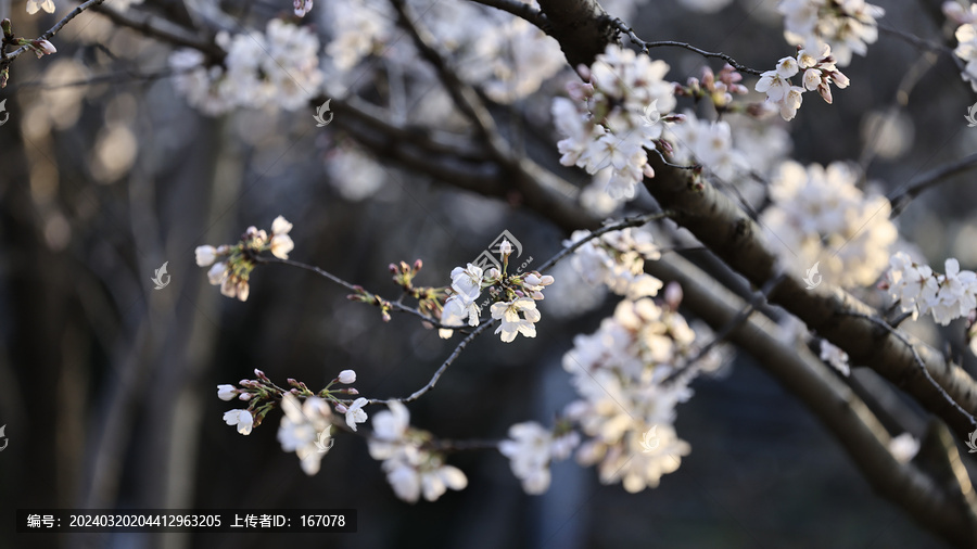 粉色樱花