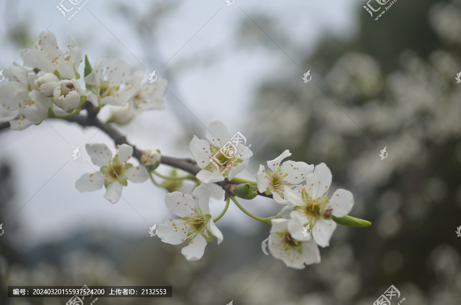 梨花