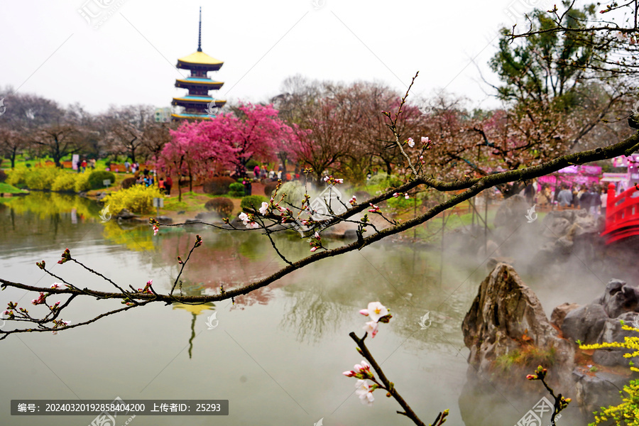 武汉东湖樱花