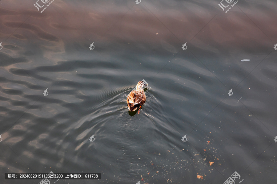 吉林市松花江上的斑嘴鸭