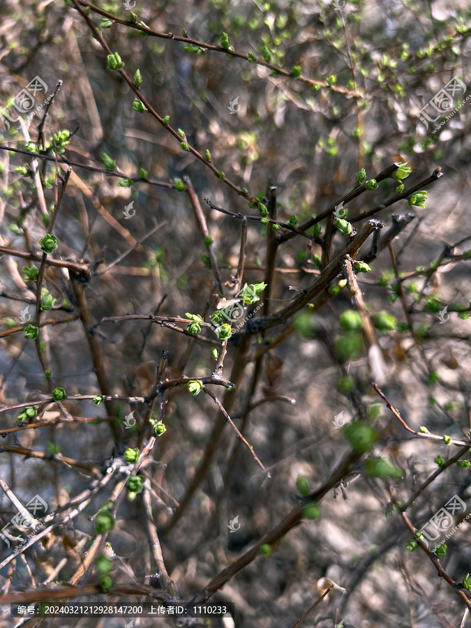 小叶鼠李