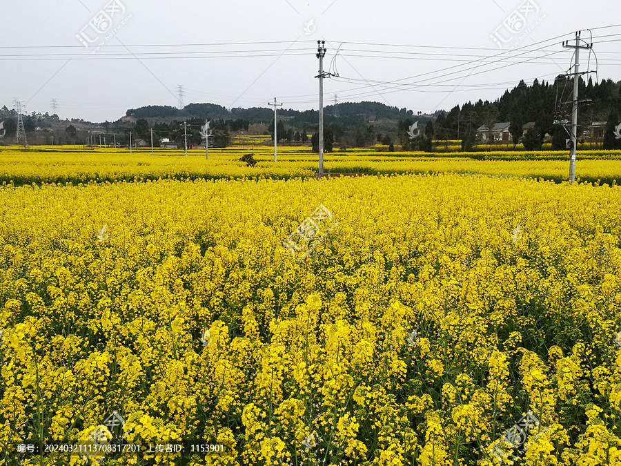 油菜花田