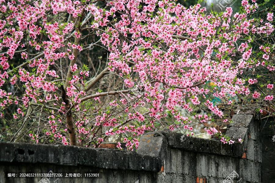 桃树开花