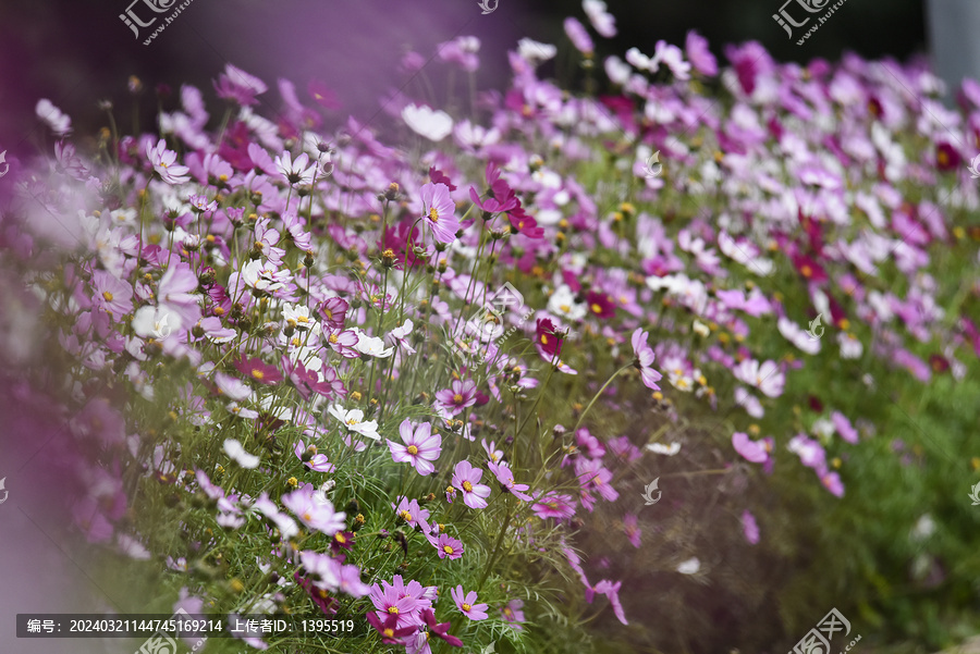 格桑花