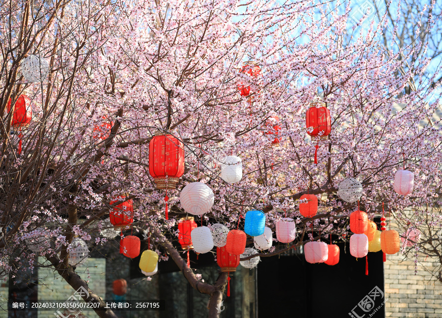 春天桃花树桃花盛开灯笼新年气氛