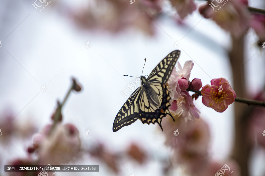 蝶恋花