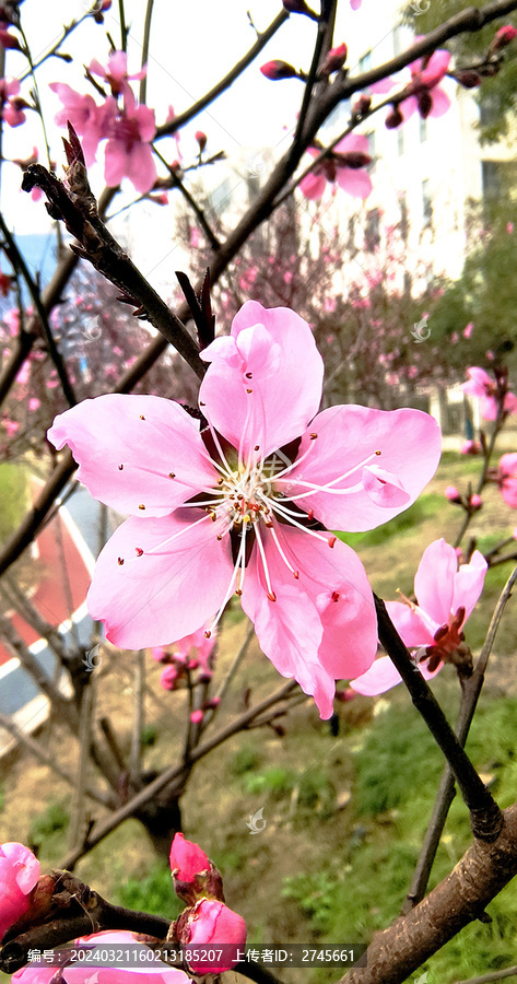 桃花特写