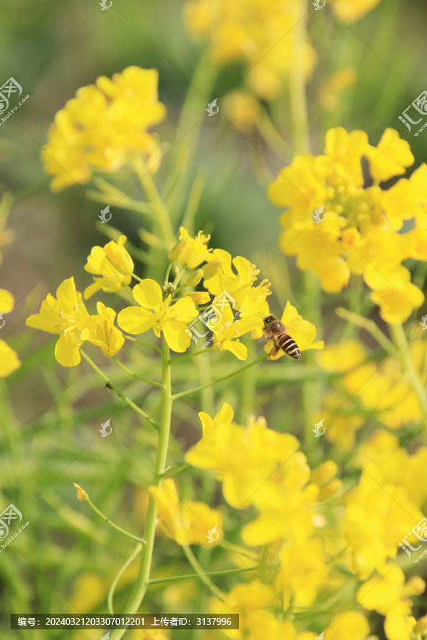 油菜花上蜜蜂采蜜