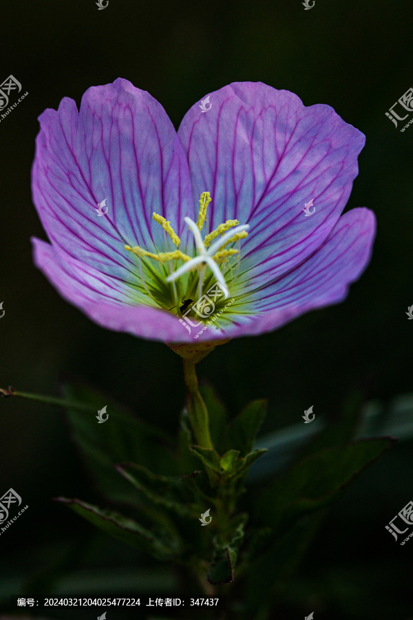 美丽月见草