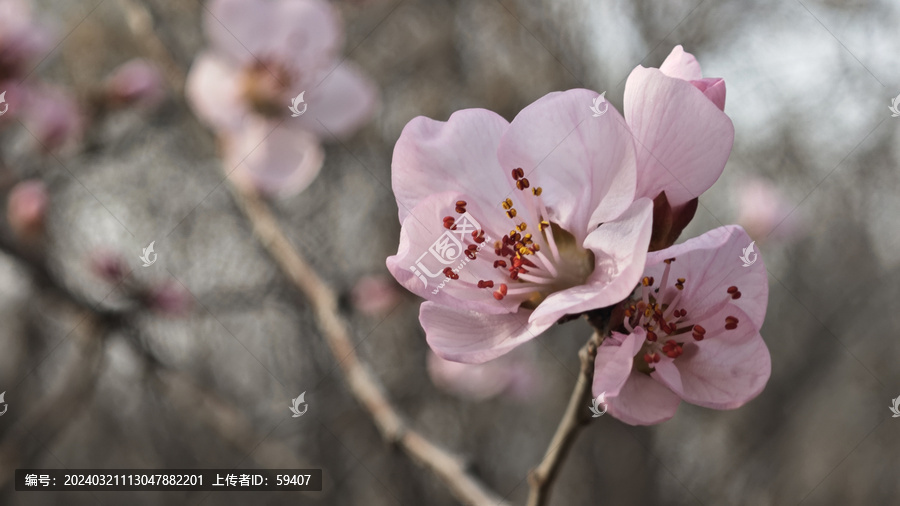 春天的山桃花