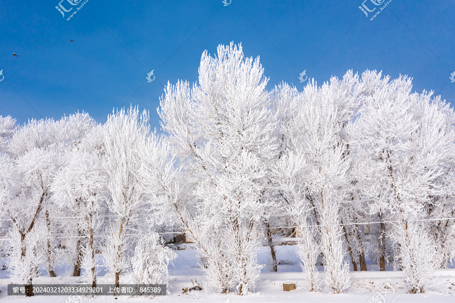 北方冬天农村田野白杨树雾凇雪景