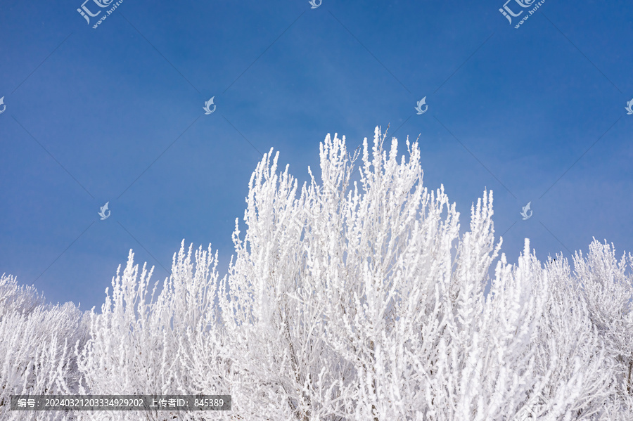 北方冬天白杨树雾凇雪景