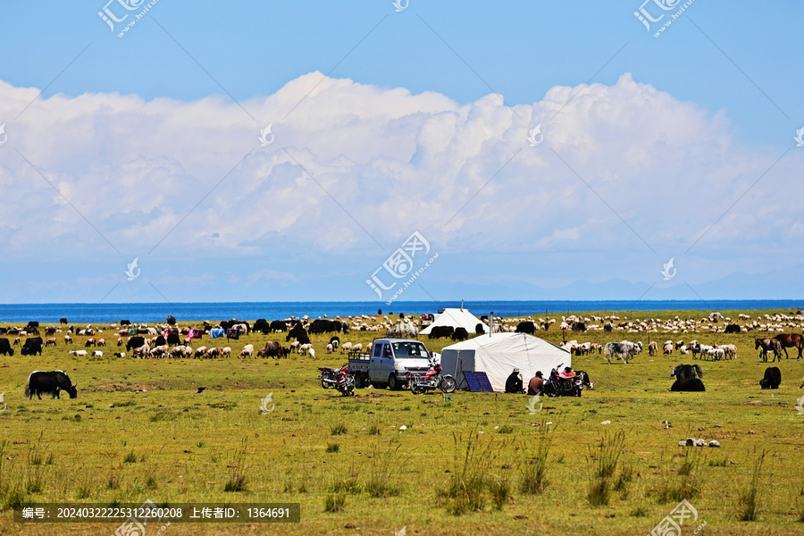 青海湖夏季牧场蓝天白云