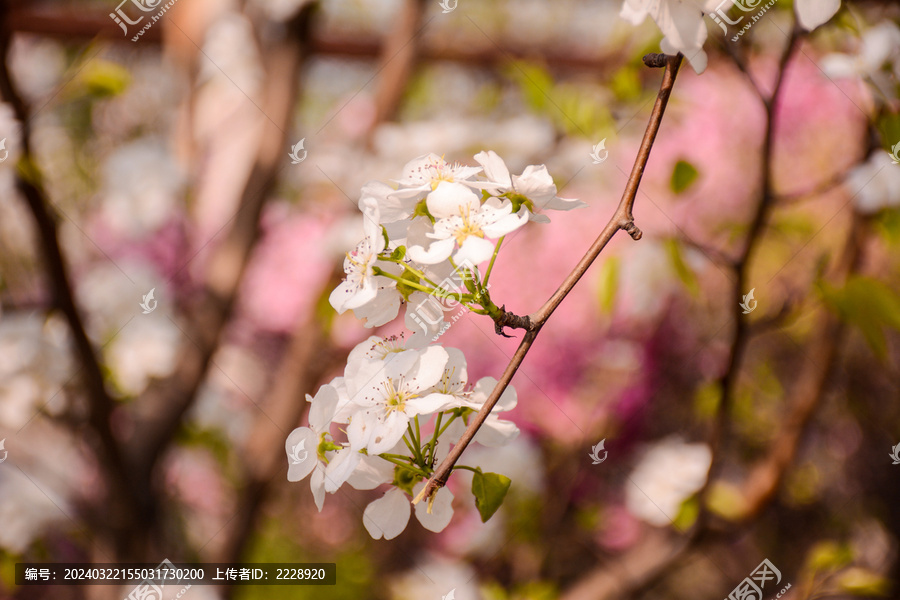 桃花