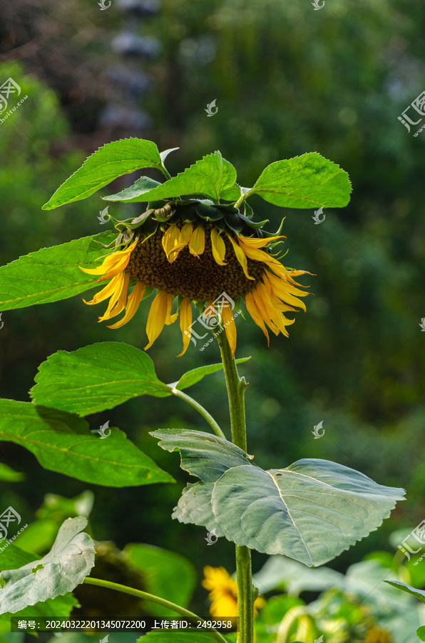 向日葵花花草植物